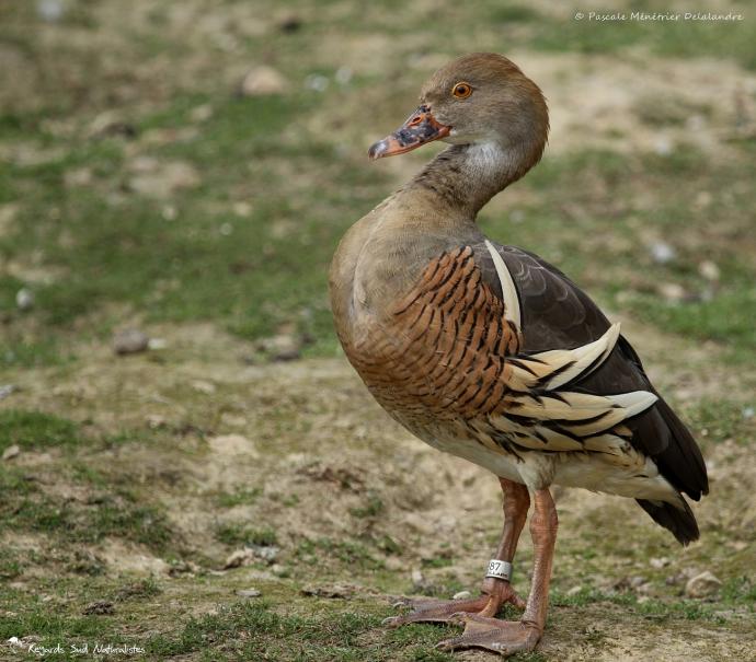 Dendrocygne d'Eyton