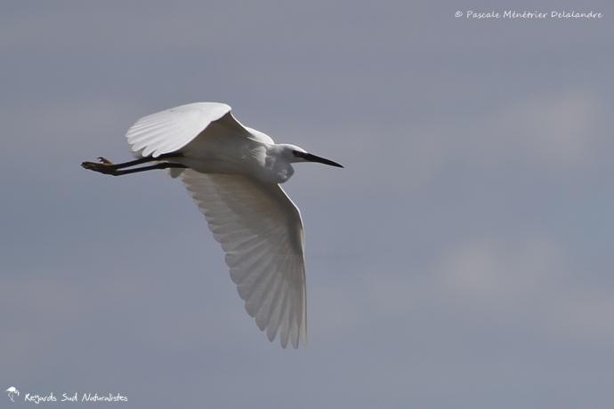 Aigrette garzette