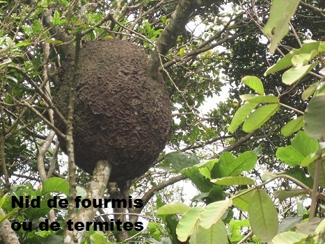 ANIMAUX DU COSTA RICA