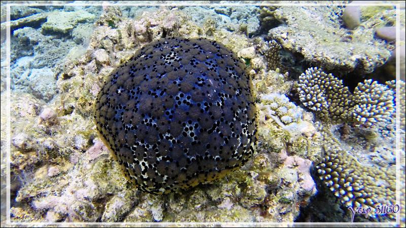 Etoile-coussin ou coussin de requin vu recto, Cushion-star or pillow starfish (Culcita schmideliana) - Snorkeling à Thudufushi - Atoll d'Ari - Maldives