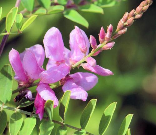 Fleurs cultivées : Indigotier