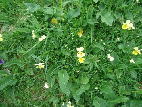 "Séjour dans Les Vosges" - 6 au 13 juin 2015