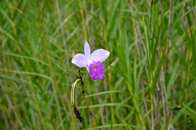jardins des orchidées soroa cuba schnoebelen