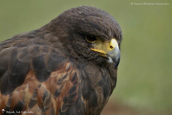 Buse de Harris (Apache et Cheyenne)