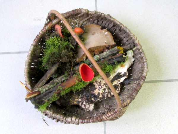 Une belle sortie de la Société Mycologique au bord de l'étang de Marcenay, à la recherche de pézizes et autres beaux champignons