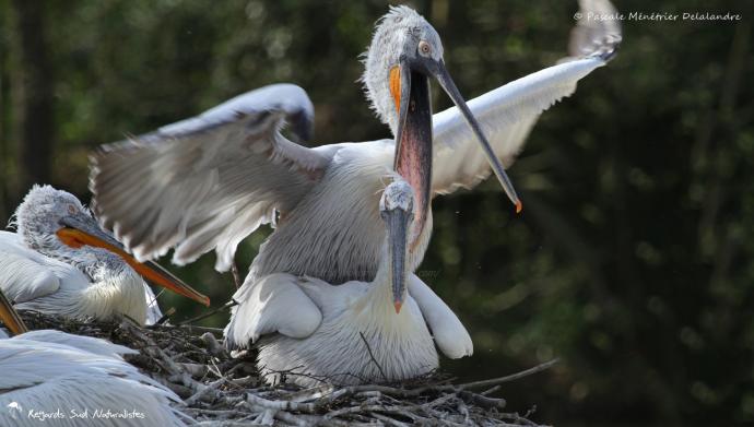 Pélican frisé en accouplement
