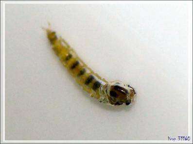 Naissance d'un minuscule diptère sous mes yeux - Lartigau - Milhas - 31