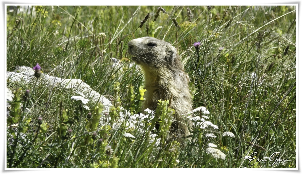 Un jour de rando .... La faune.