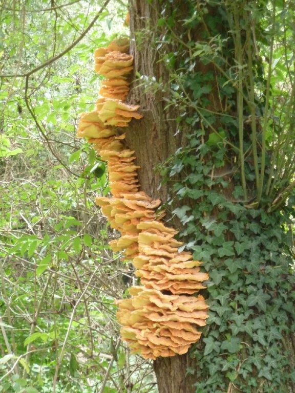 écorces d'arbres 