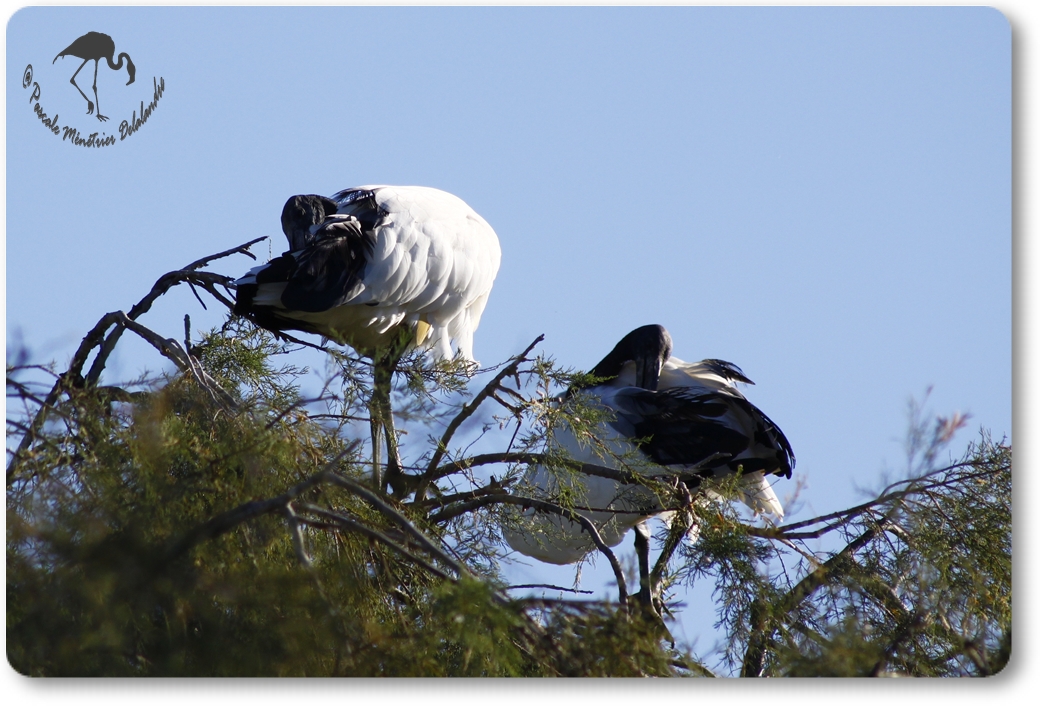 Ibis sacré...