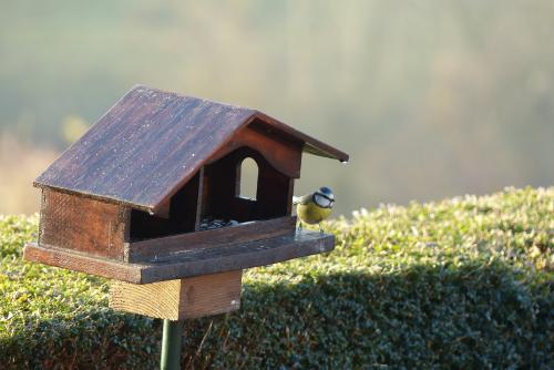 Bleue :