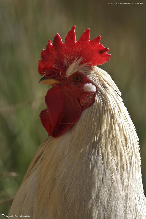 Coq blanc