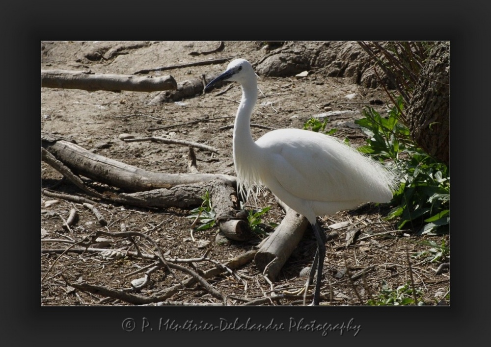 Aigrette garzette...