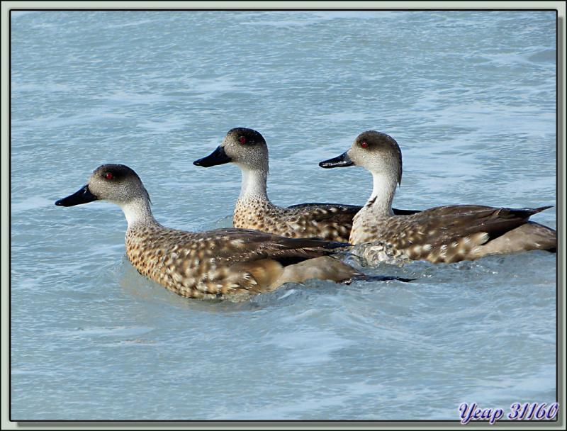 Canard huppé (Lophonetta specularioides) - Falkland Islands, Iles Malouines, Islas Malvinas