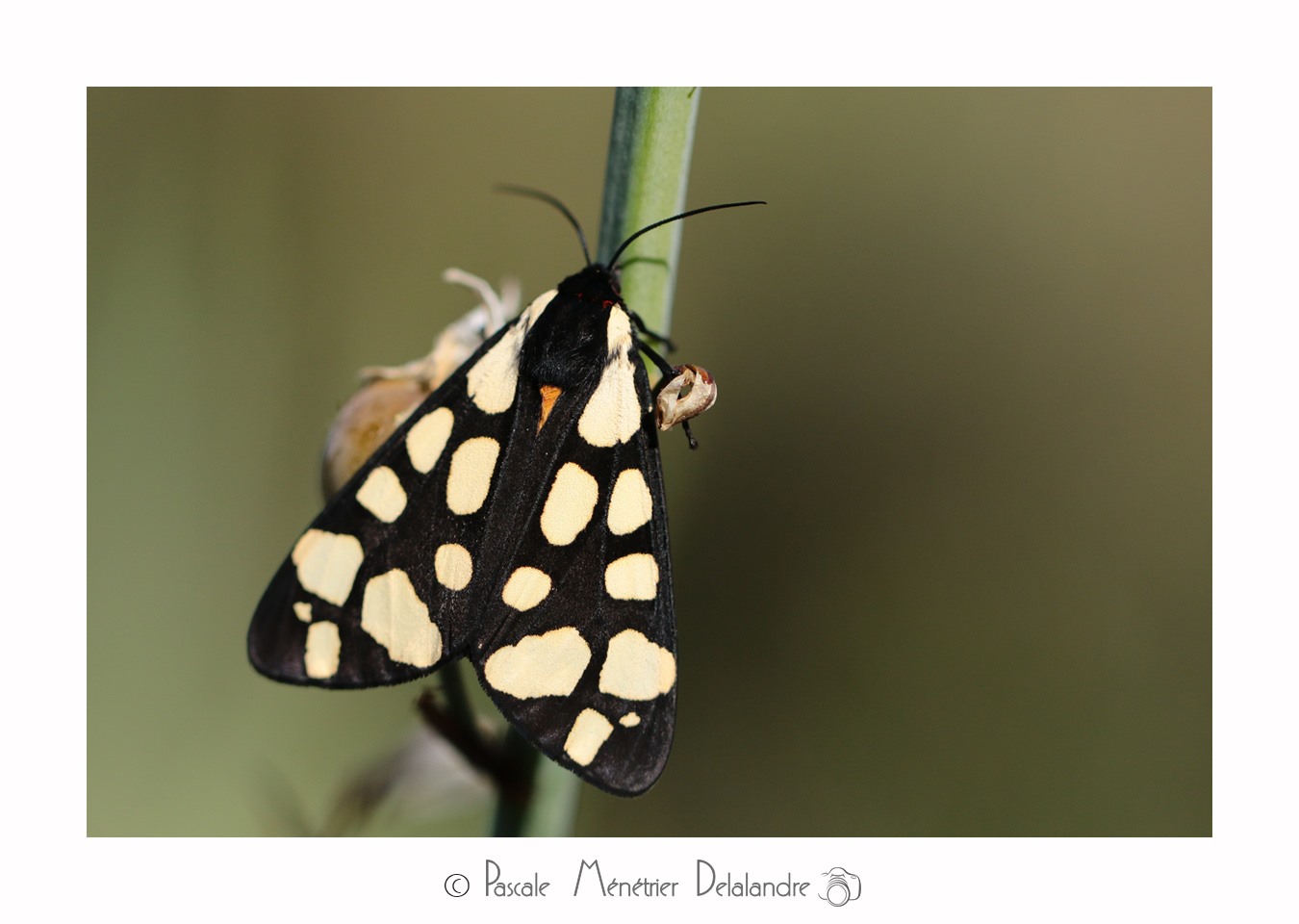 Écaille fermière ou Écaille villageoise (Epicallia villica)