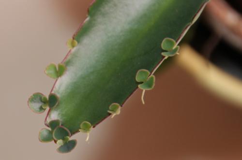 Le kalanchoé de Daigremont