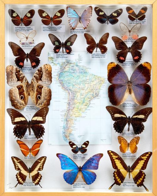 LEPIDOPTERES 4