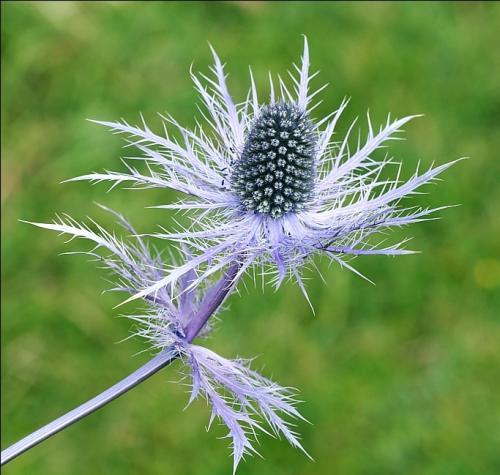 Fleurs cultivées : Panicaut