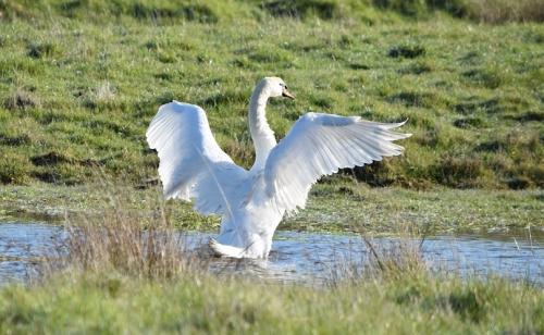 ... encore un cygne...