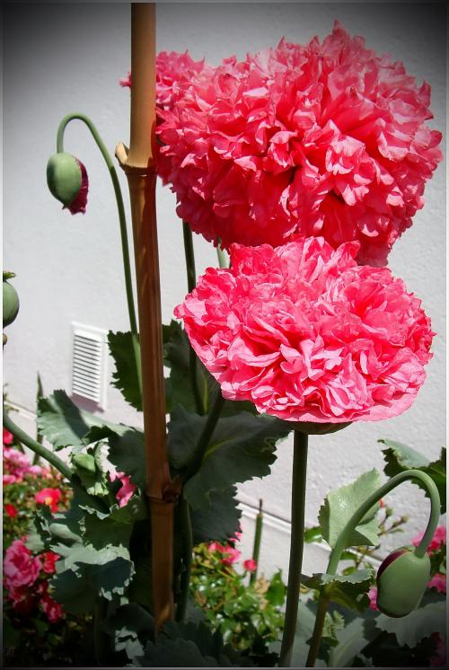 Pavots du jardin 