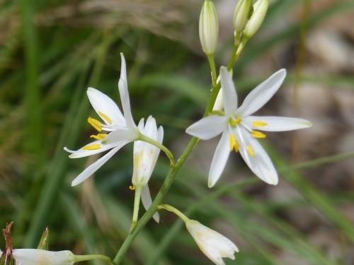 Fleurs de la Candolle