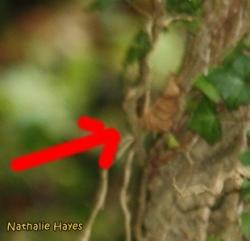 La Page de Nathalie Hayes