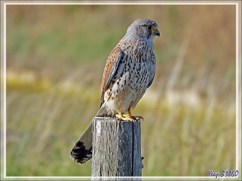 Faucon crécerelle, Common kestrel (Falco tinnunculus) - Les Portes-en-Ré - Île de Ré - 17