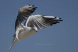 Laridae