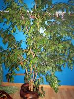 Allergie au Ficus Benjamina