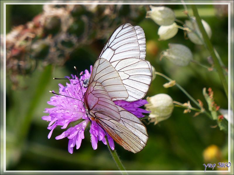 Papillon Gazé ou Piéride de l'aubépine (Aporia crataegi) - Varrados - Val d'Aran - Catalogne - Espagne