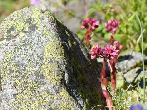 Fleurs du Champsaur