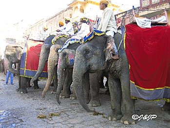 rajasthan 355marq