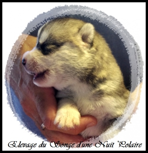 Chiot Husky Mâle (8j)