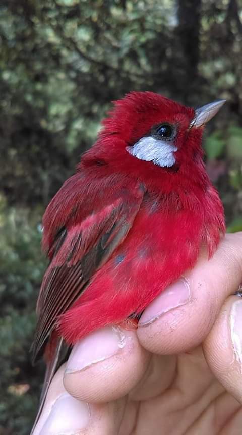 OISEAUX 61