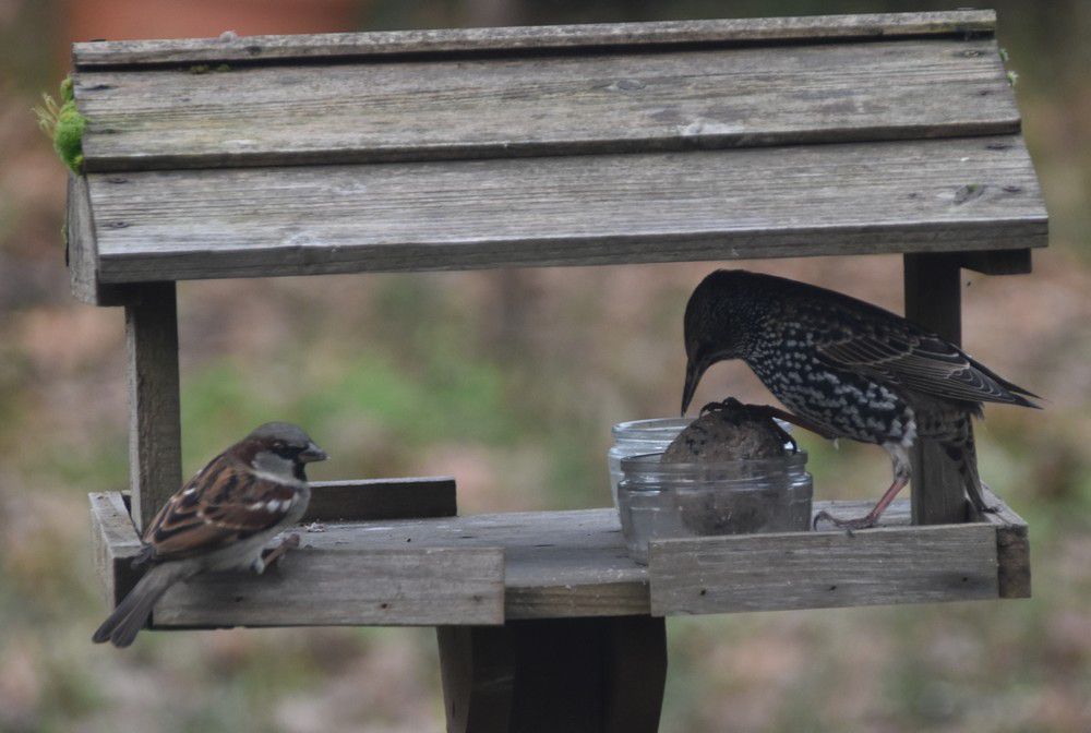 Oiseaux du jardin - décembre 2023 (1/2)....