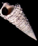 Fossile potamides tympmarg10