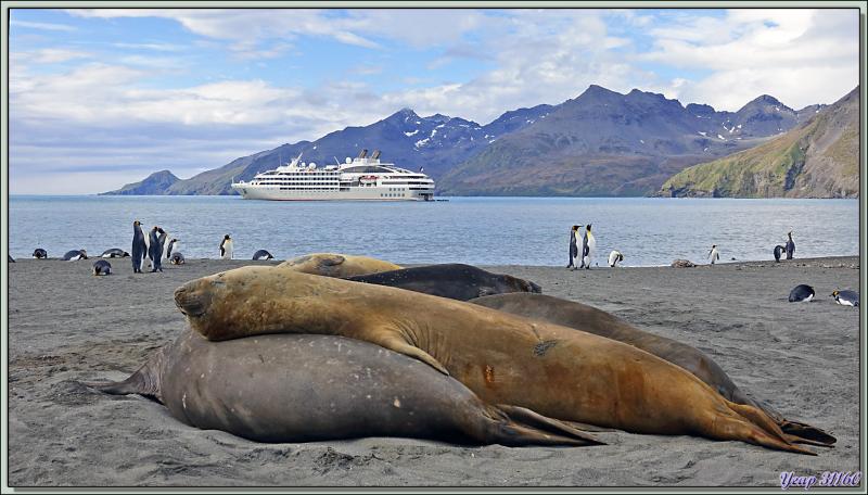Éléphant de mer du sud (Mirounga leonina) et le Lyrial - Saint Andrews Bay - Géorgie du Sud