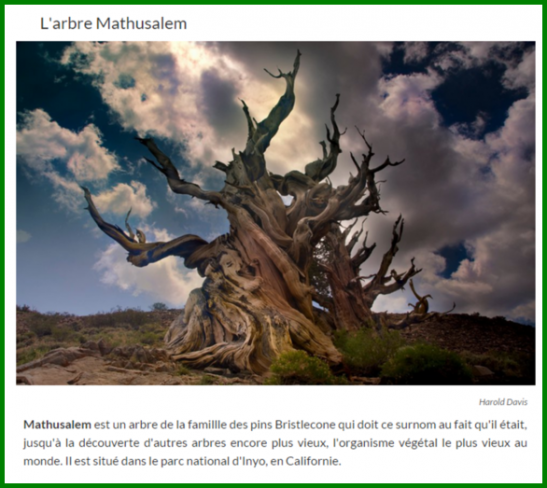 Nos Arbres.