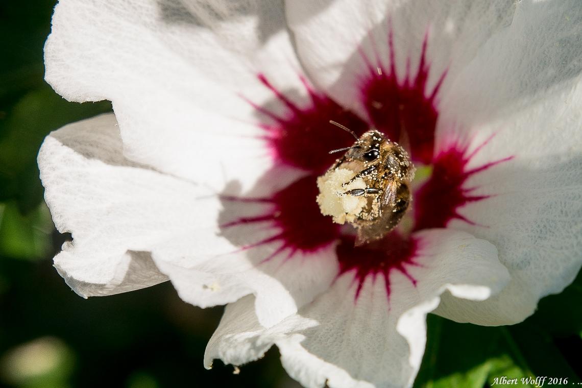 La fleur et  l'abeille