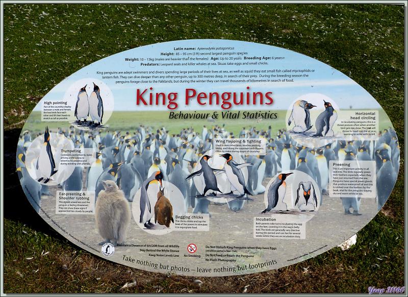 La vie des  Manchots Royaux de Volunteer Point - Falkland Islands, Iles Malouines, Islas Malvinas