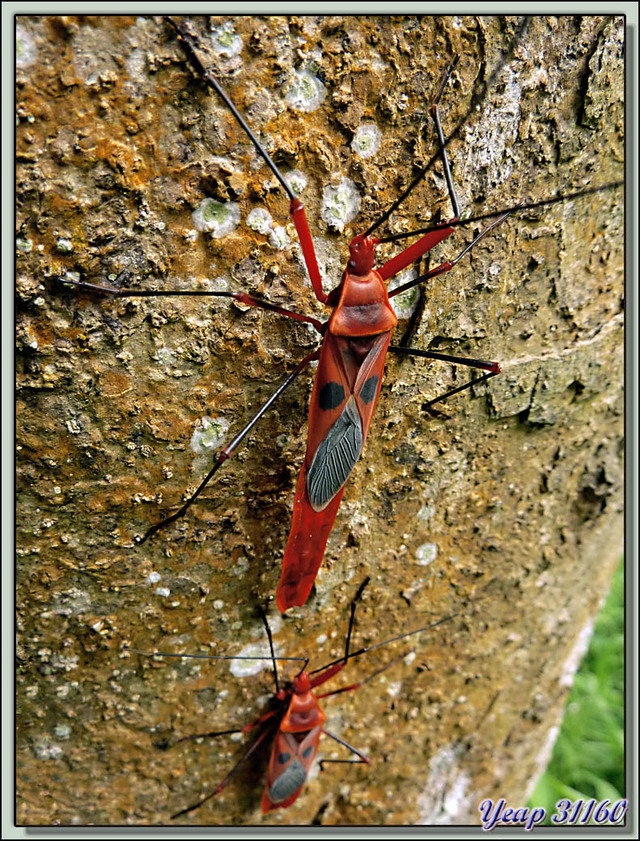 Blog de images-du-pays-des-ours : Images du Pays des Ours (et d'ailleurs ...), Punaise rouge "red cotton(silk) bug" (Dysdercus koenigii) - Parc National de Chitwan - Teraï - Népal