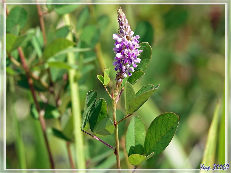 Un peu de botanique au retour des sources chaudes de Dei-Dei - Fergusson Island - Papouasie Nouvelle-Guinée (Papua New-Guinea)