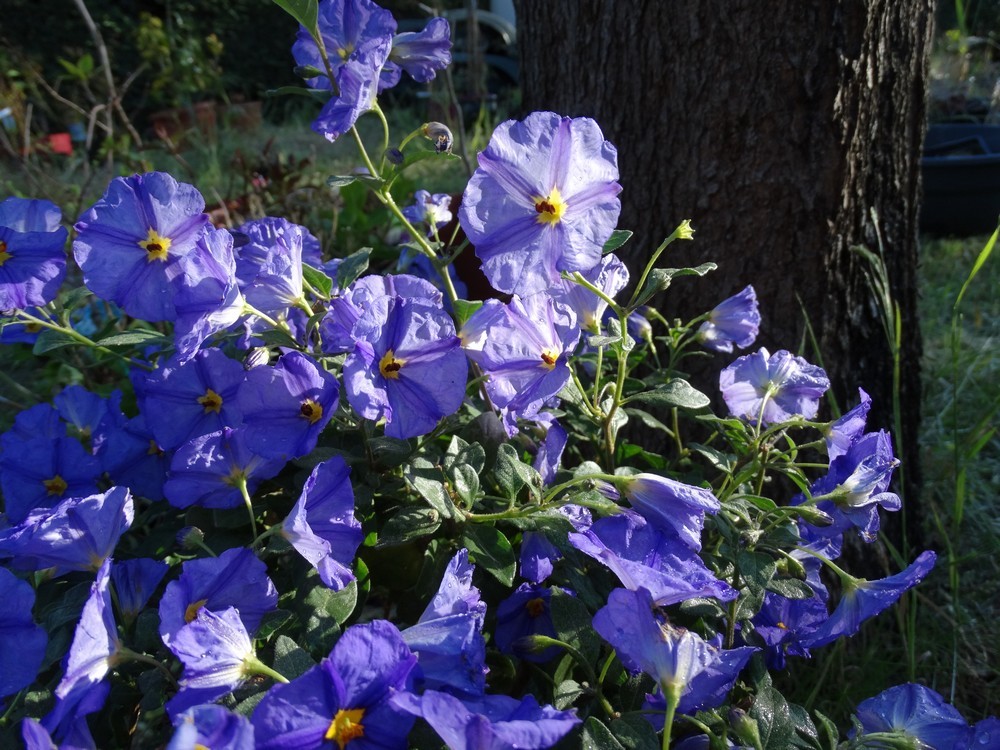 Mon nouveau solanum bleu...