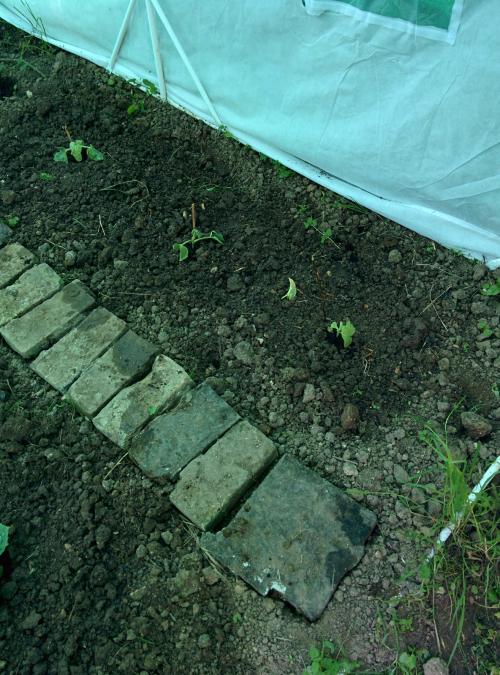 Notre potager 2015...
