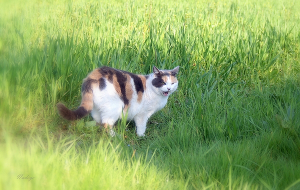 Miaou ....