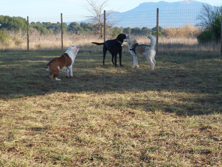 crèche canine du 2 janvier