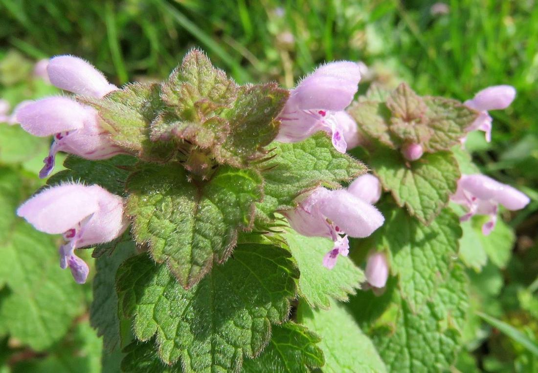 fleurs de mon jardin 