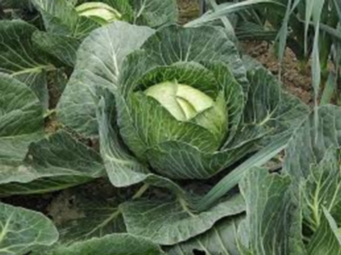 Légumes et fruits du mois de Janvier