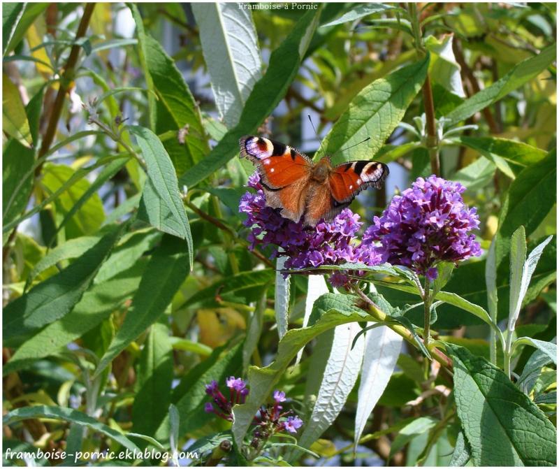 Papillons paon du jour