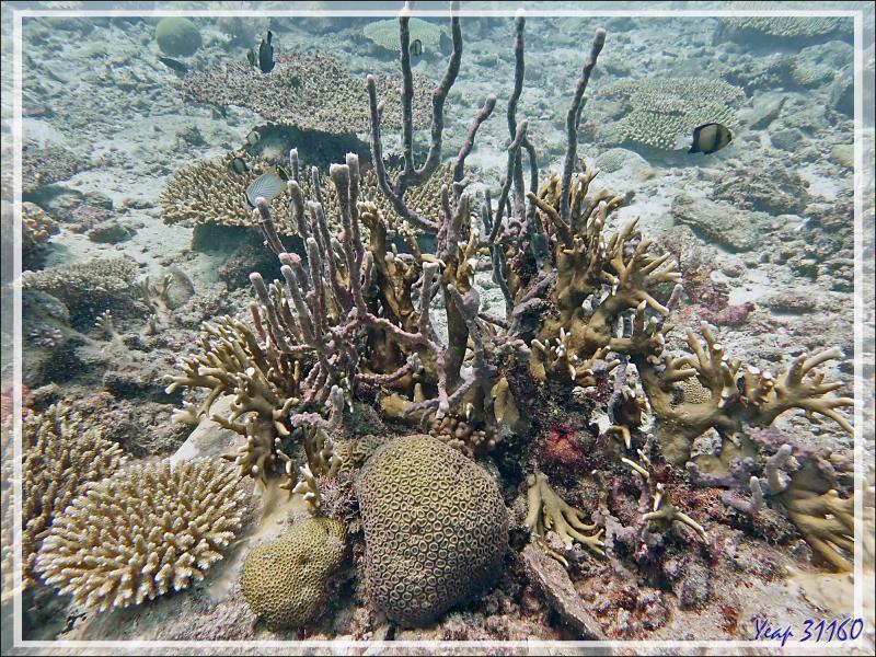 Final de cette plongée : Cnidaires, Spongiaires, Poissons ... - Betaniazo - Tsarabanjina - Mitsio - Madagascar
